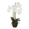 Artificial Phalaenopsis In Moss Pot, White – 70 Cms