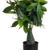 Artificial Fat Choi Plant, Green – 74 Cms