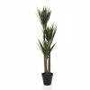 Potted Yucca Gloriosa X3 – 162 Cms