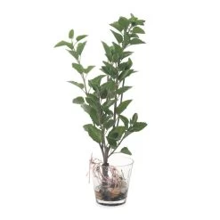 Artificial Mint In Glass Vase, Green – 52 Cms