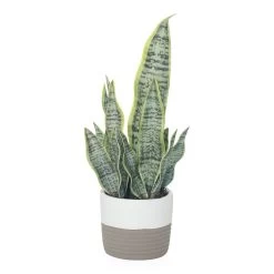 Sansevieria In Cement Pot, White & Grey – Small, 38 Cms
