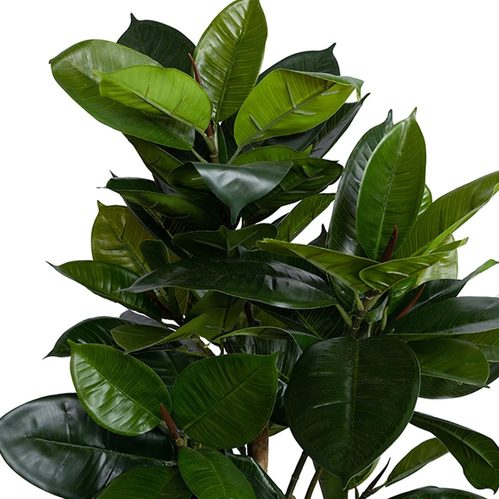 Artificial Potted Rubber Tree, Green - 120 Cm 2 Artificial Potted Rubber Tree, Green - 120 Cm - Image 2