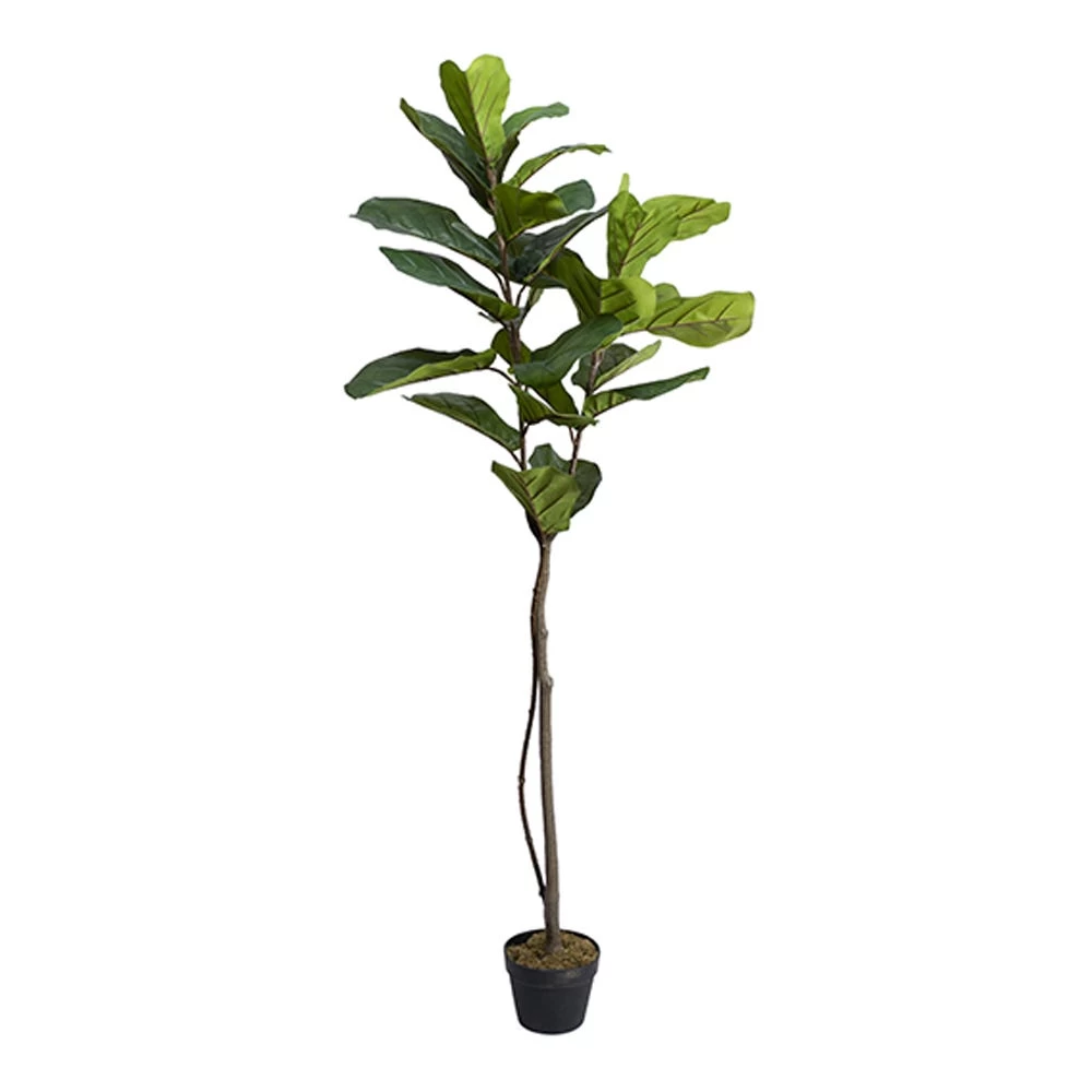 Artificial Potted Fiddle Tree, Green - 160 Cm 1 Artificial Potted Fiddle Tree, Green - 160 Cm