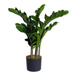 Artificial Potted ZZ Plant, Green - 65 Cm